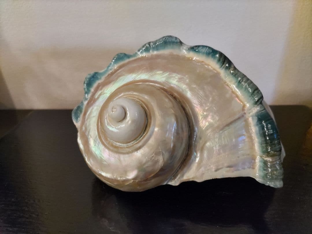 夜光貝オブジェ