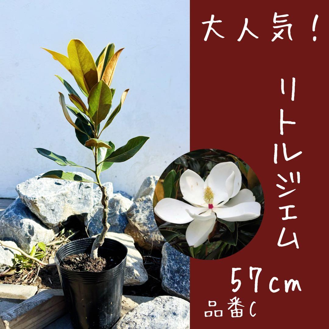 美形。リトルジェム 57cm(鉢底から)品番C