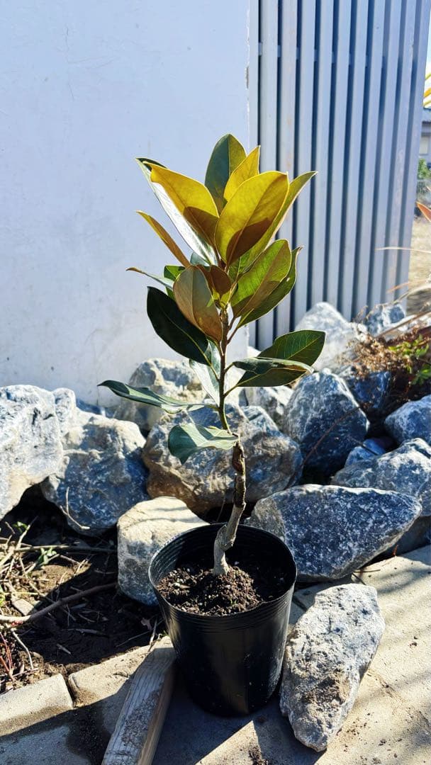 美形。リトルジェム 57cm(鉢底から)品番C