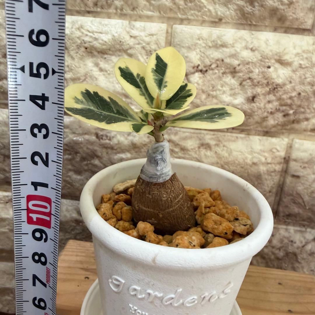 ❤︎パンダガジュマル　斑入り　可愛い台木　接木株　3号鉢❤︎