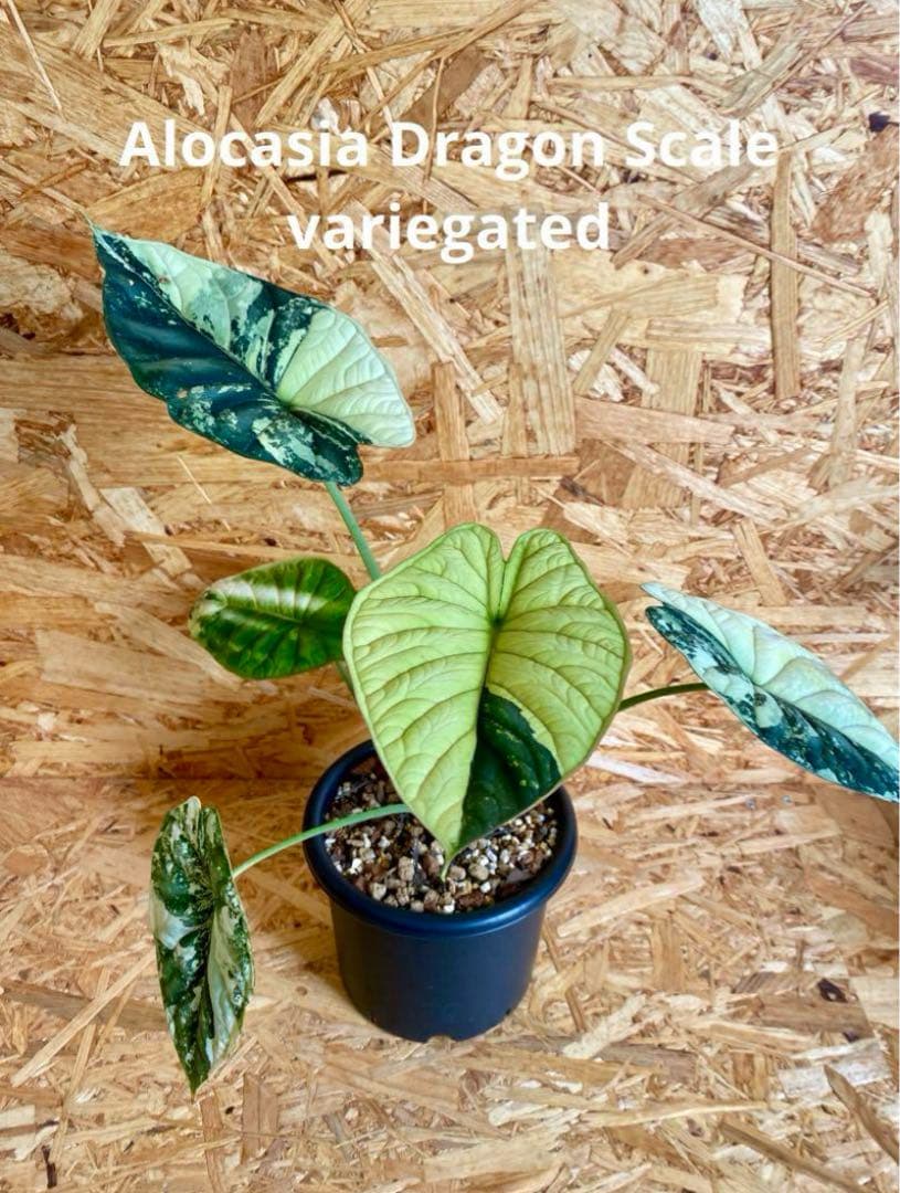 アロカシア ドラゴンスケール 斑入り②