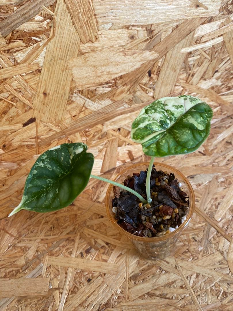 アロカシア ドラゴンスケール 斑入り②