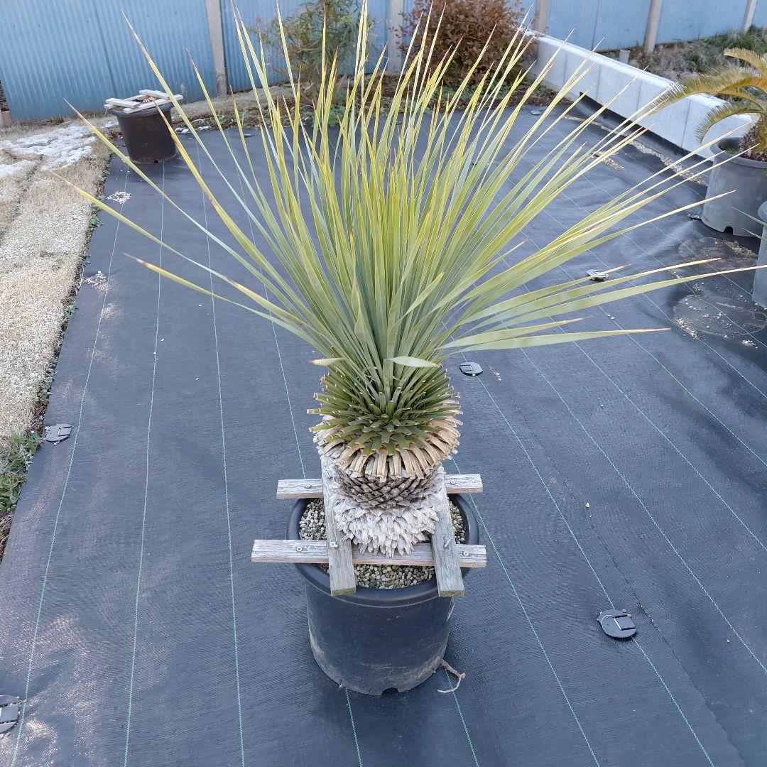 ユッカ ロストラータ　ブルーサンダー①