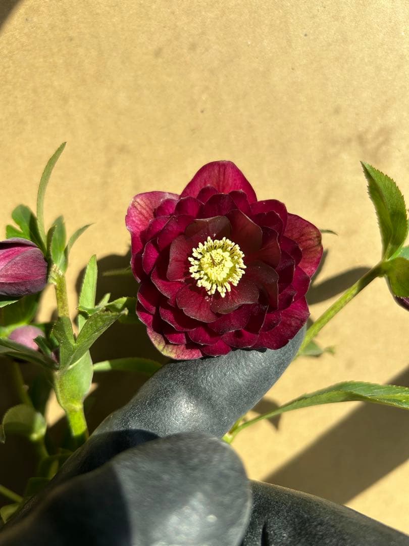 加藤農園 クリスマスローズ 認定 キラメキ⭐︎ディープレッド