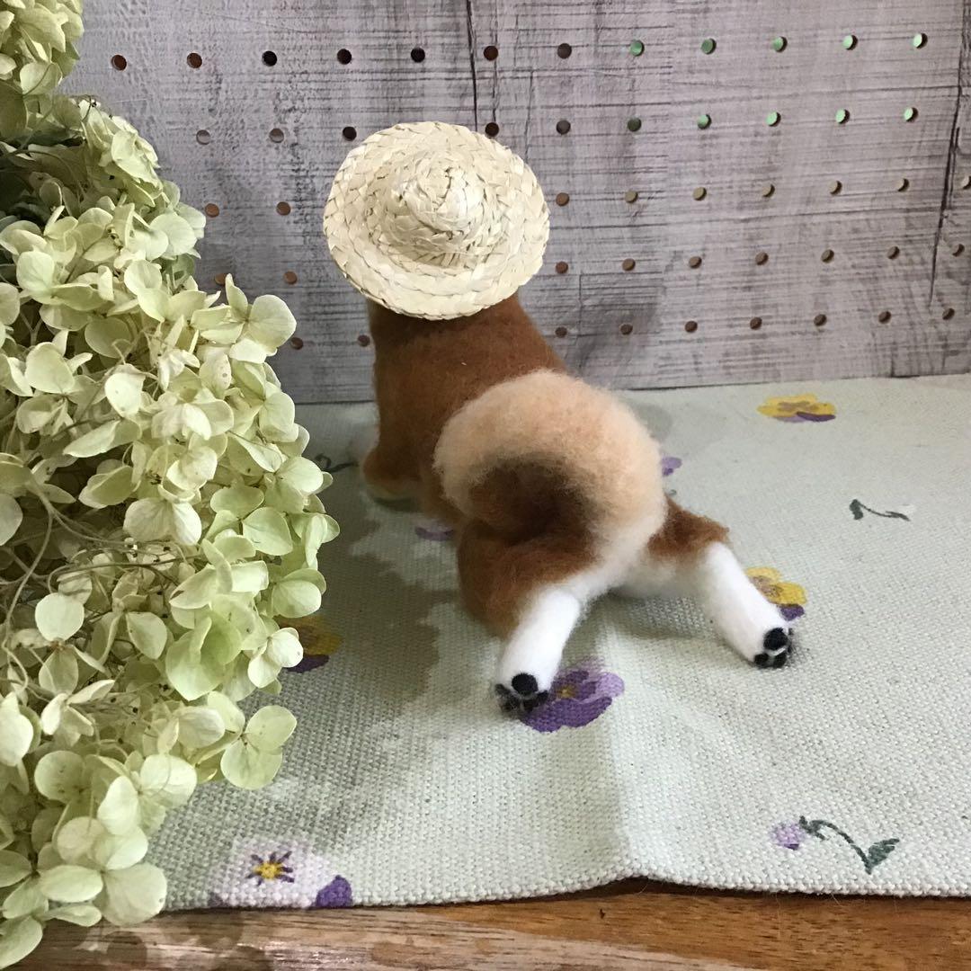 怒る柴犬❗️（夏仕様）