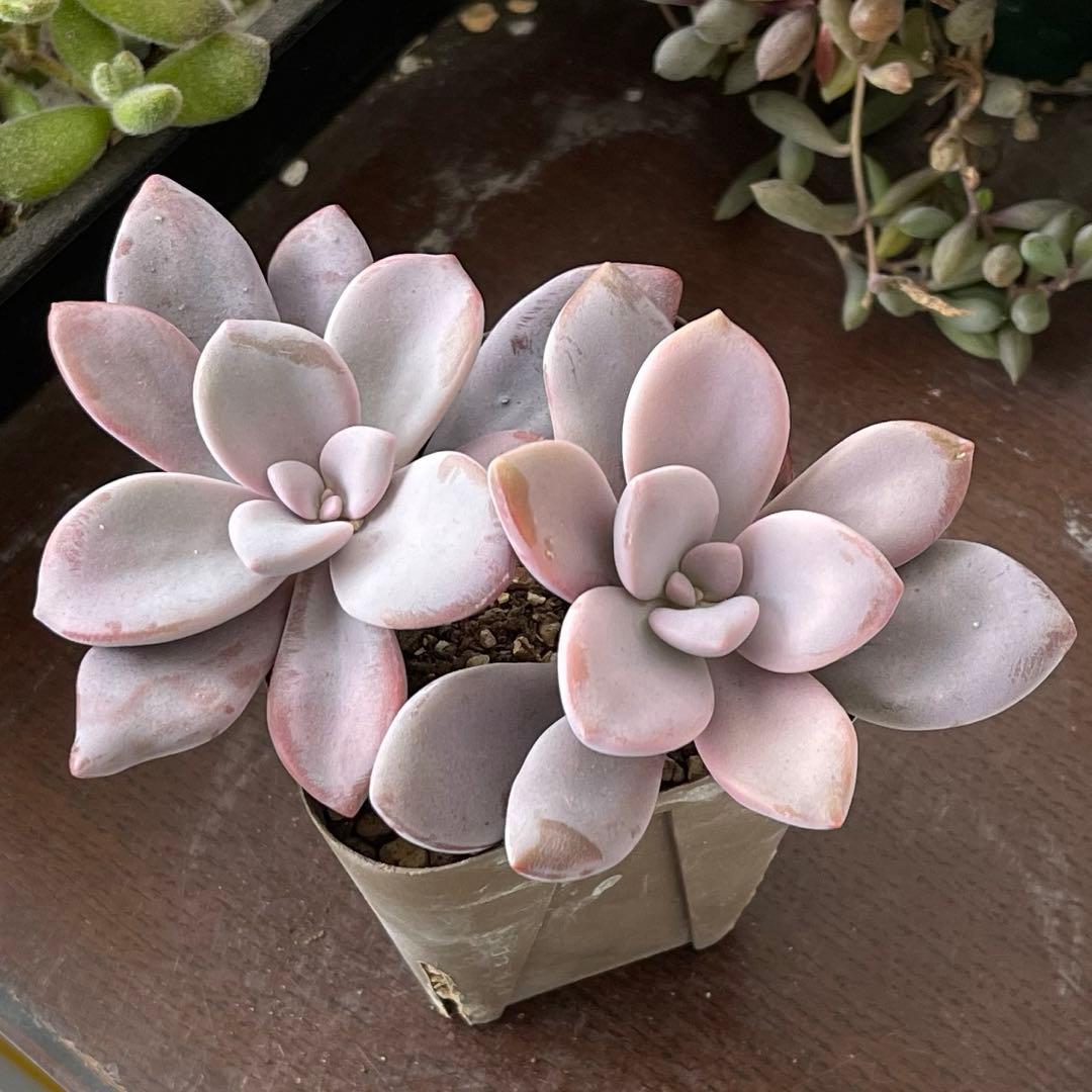 おまとめ中！39SALE！多肉植物^o^   ムラサキ