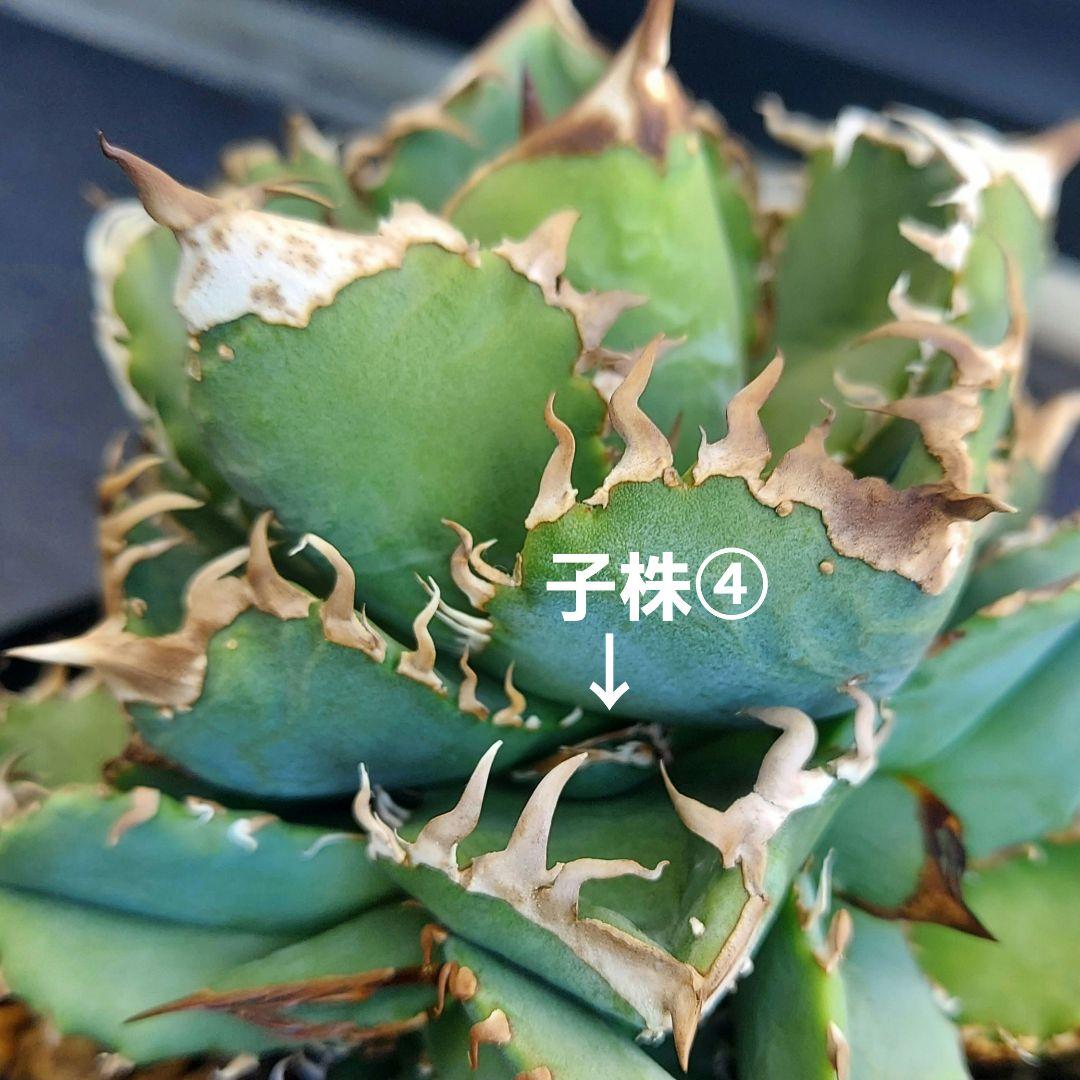 アガベ チタノタ 皇冠 クラウン lize株 親株出品 子株4つ付き