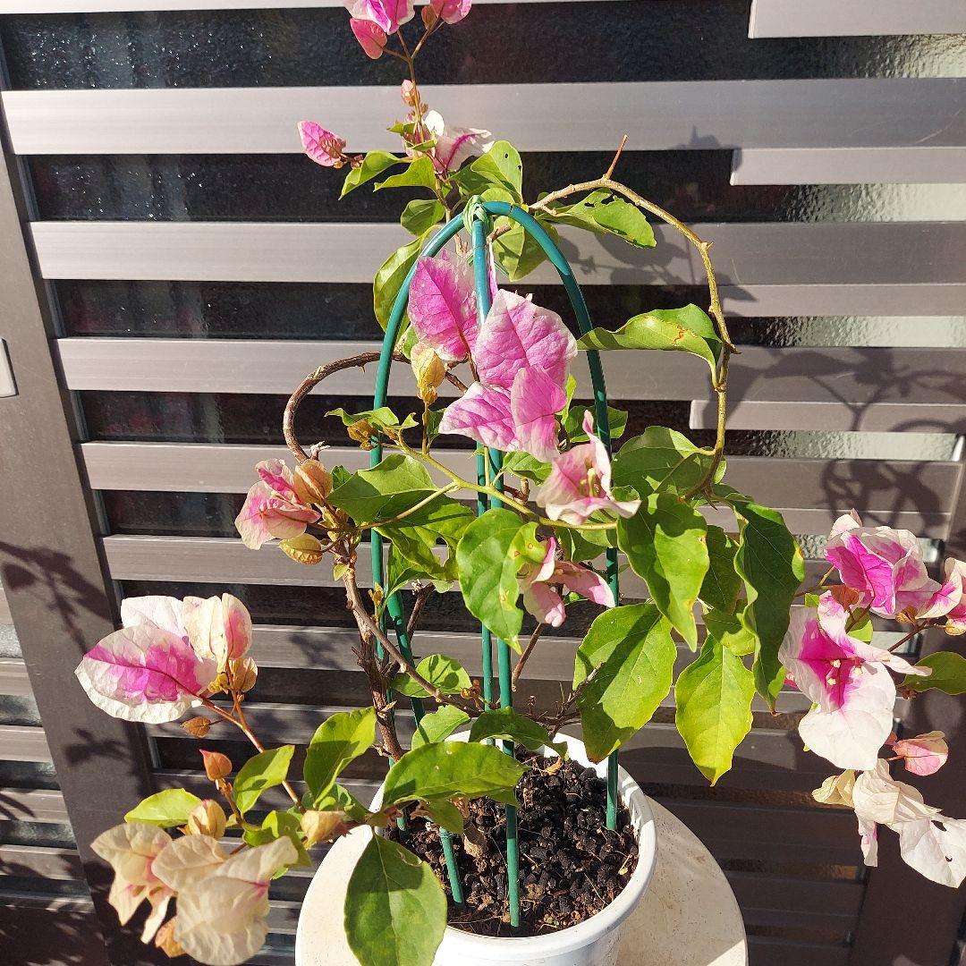 ブーゲンビリア斑入りレッド希少 No88 らくらくメルカリ便発送‼️