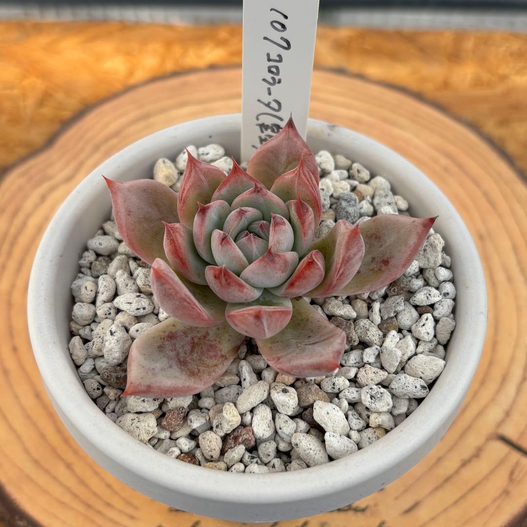 29.【札付き】107コロラータ 実生 Mさん苗 Mコロ 多肉植物 エケベリア