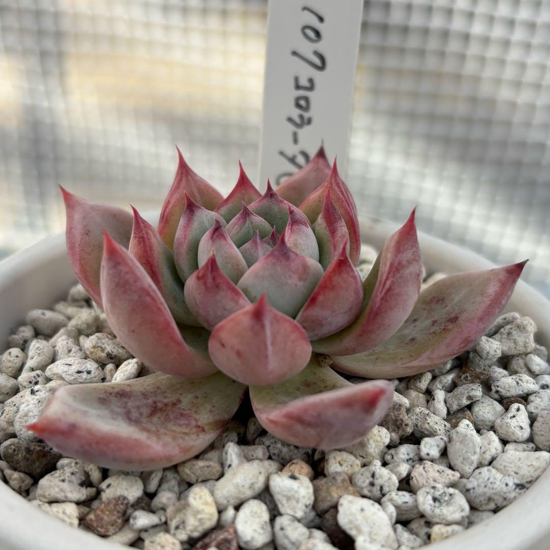 29.【札付き】107コロラータ 実生 Mさん苗 Mコロ 多肉植物 エケベリア