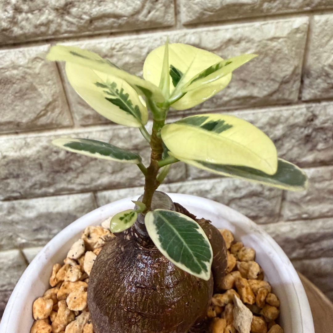 【専用】パンダガジュマル 斑入り ぷっくり塊根・発根済み 新芽あり4号鉢