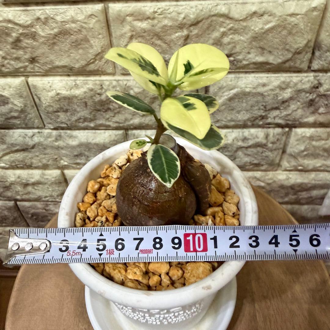 【専用】パンダガジュマル 斑入り ぷっくり塊根・発根済み 新芽あり4号鉢