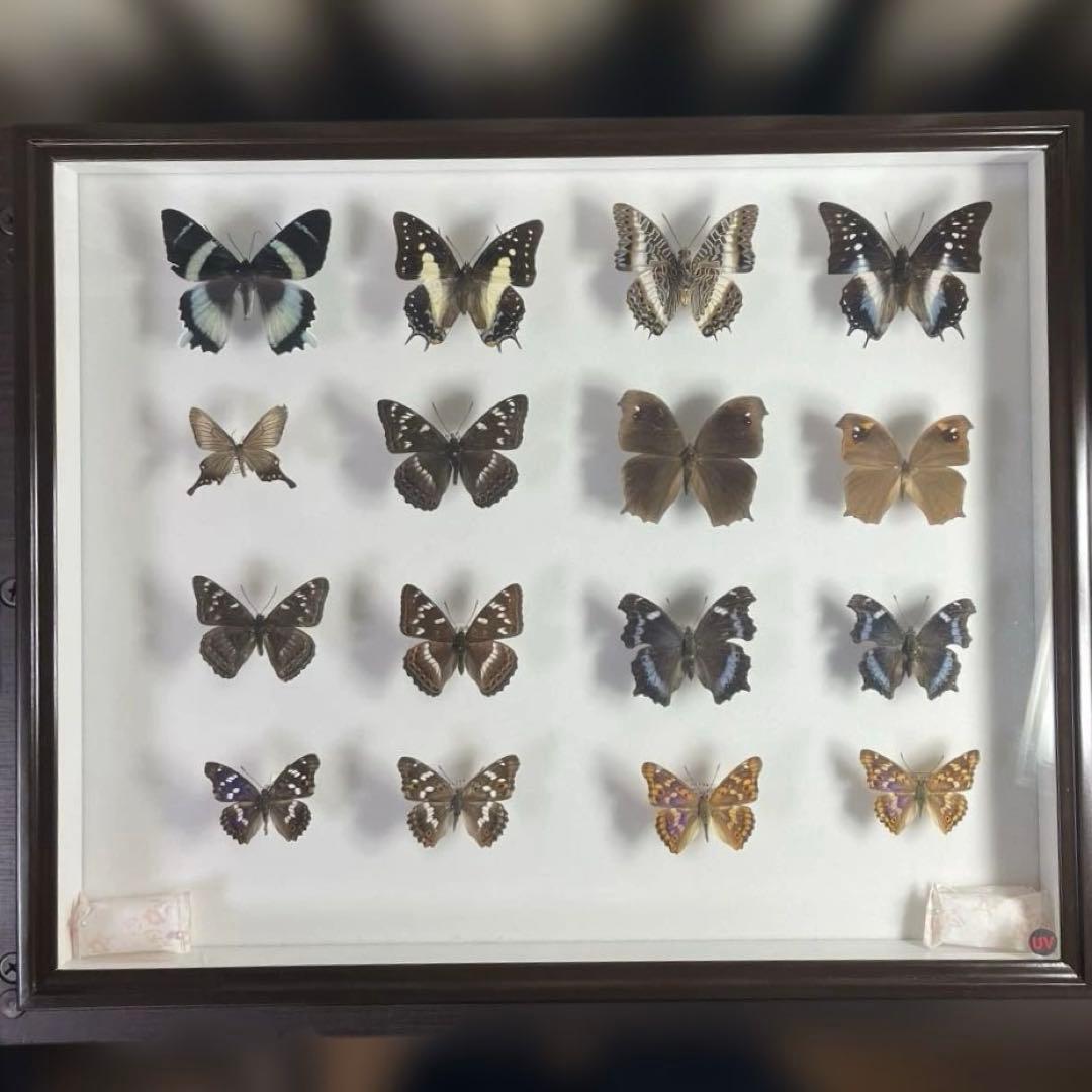 蝶標本、16匹 UV防止膜ドイツ箱