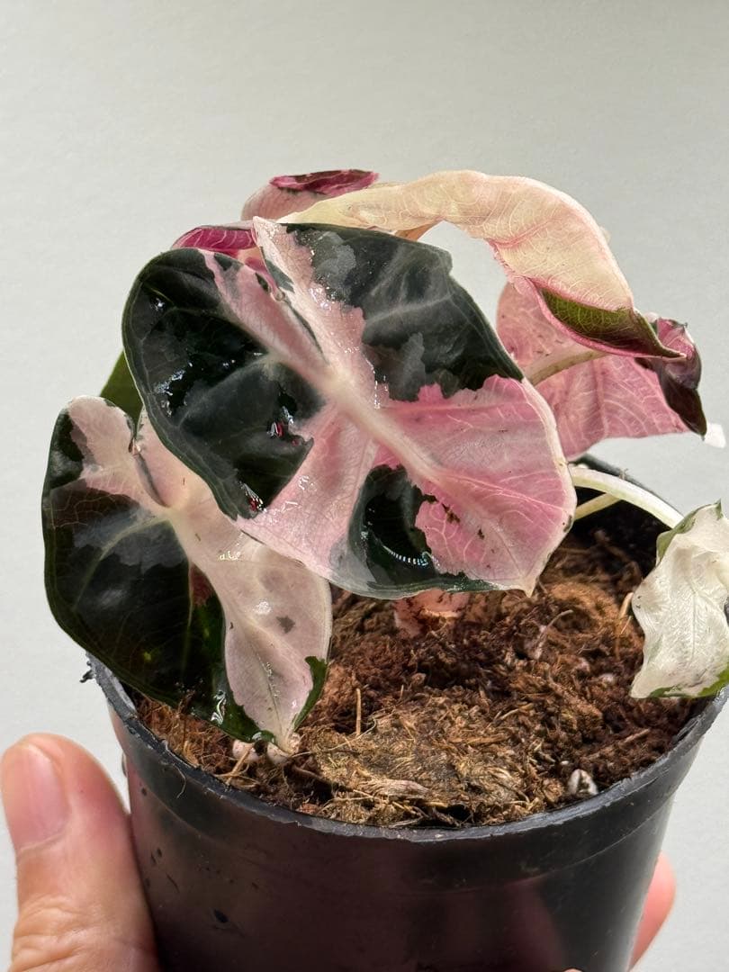 【超レア】アロカシア ハートバルーンピンク 斑入り