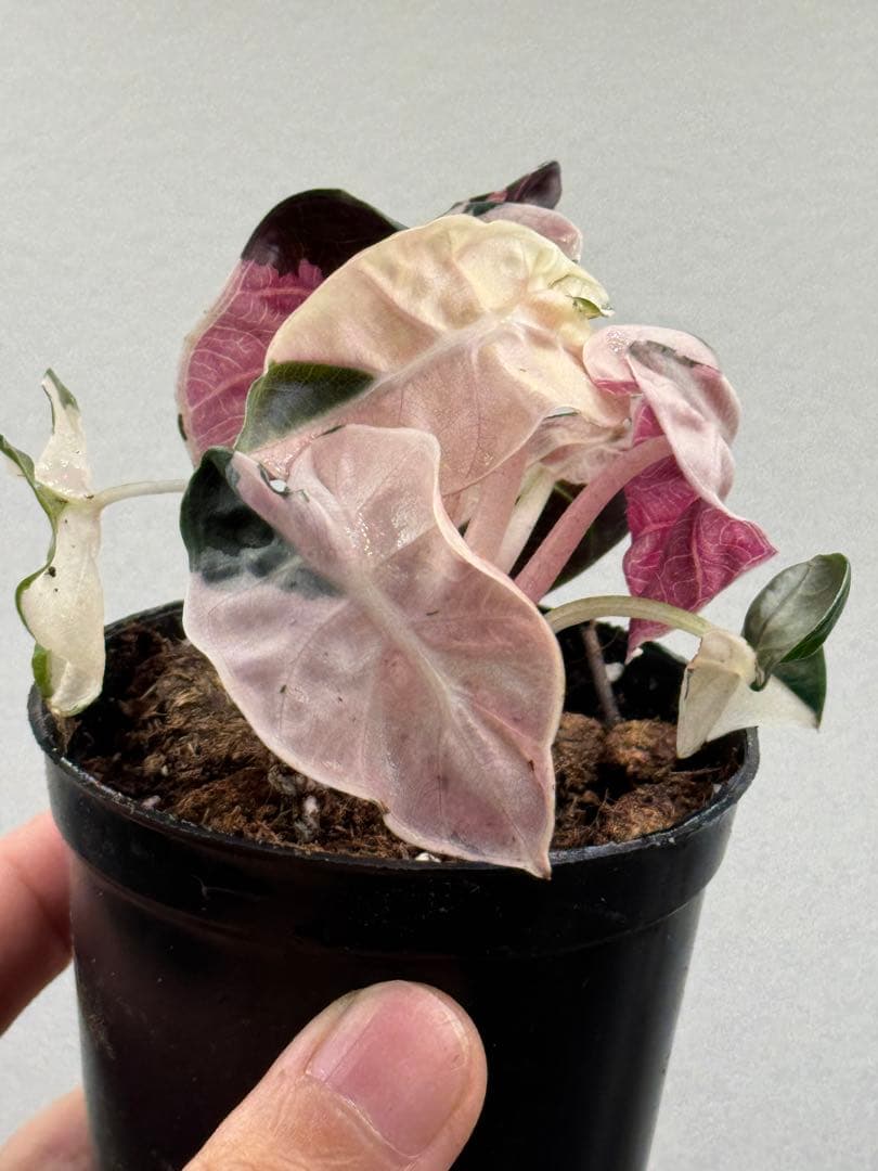 【超レア】アロカシア ハートバルーンピンク 斑入り