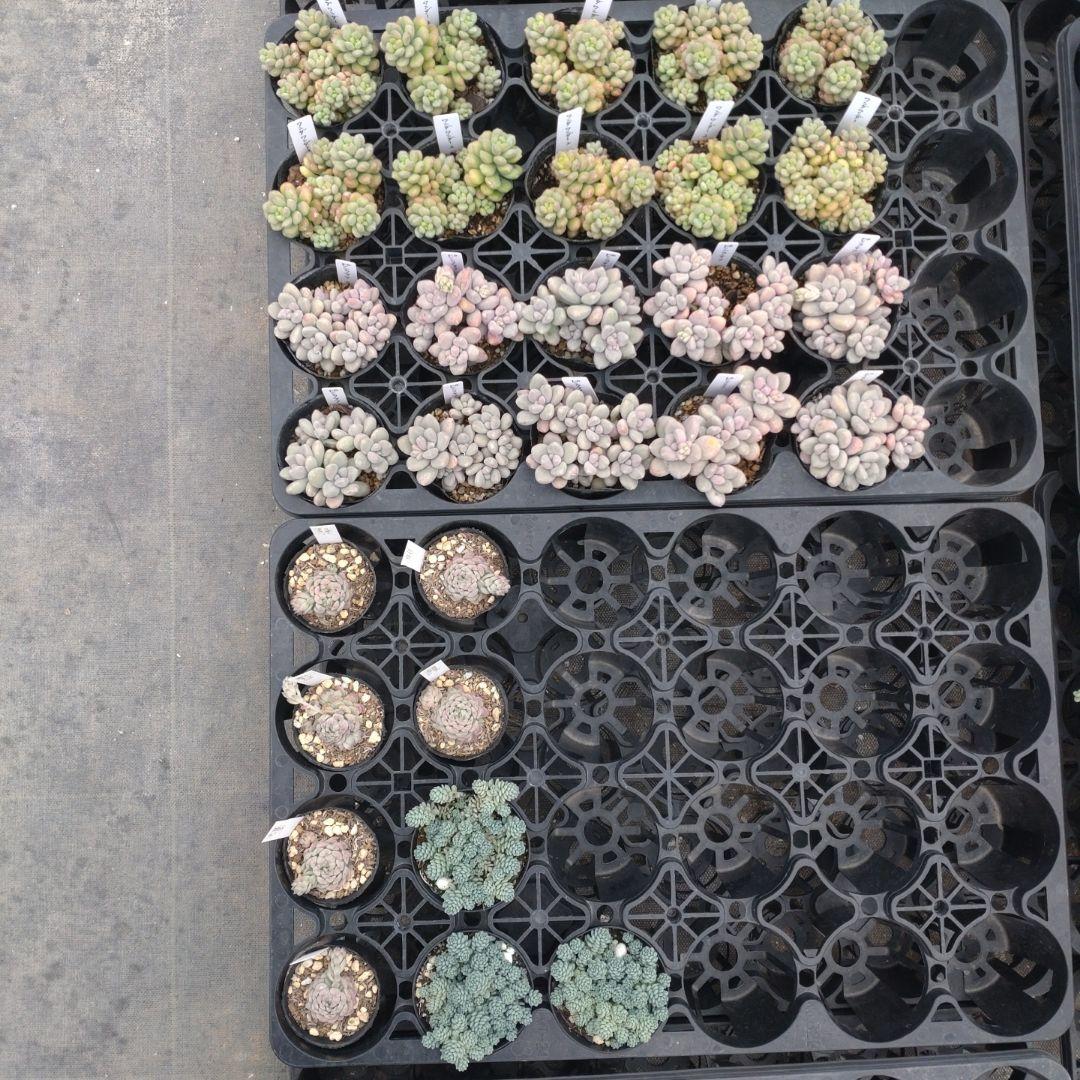 月曜待ち 彩之助さん専用