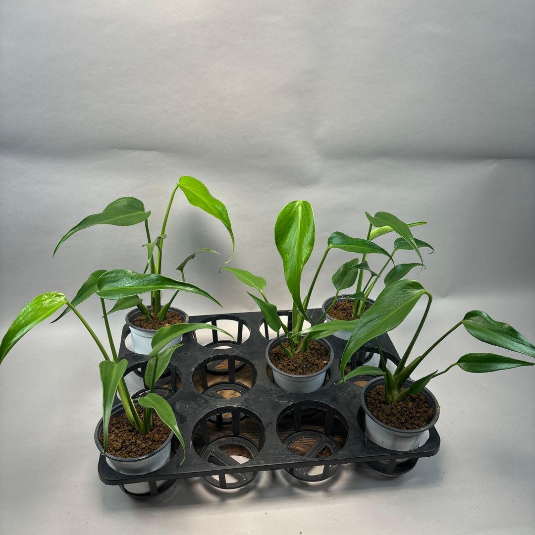 S*T様 5株セットlsw649モンステラ バールマルクスフレーム