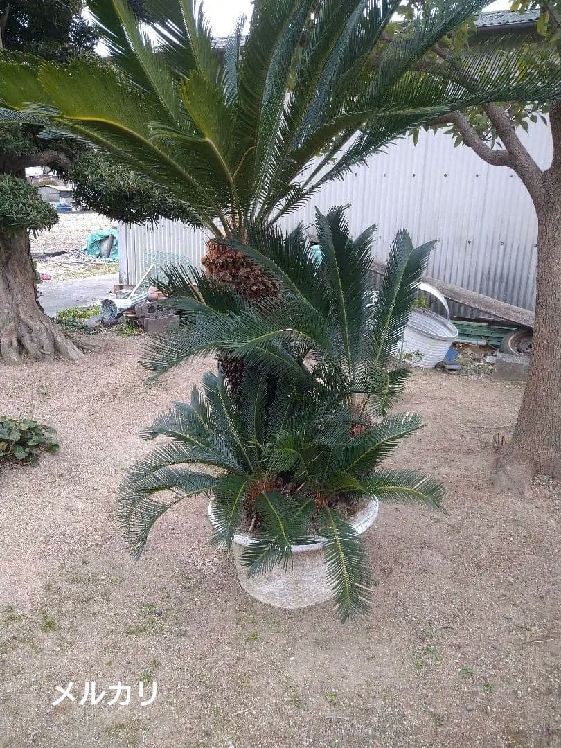 ソテツ　蘇鉄　ヤシの木　観葉植物①