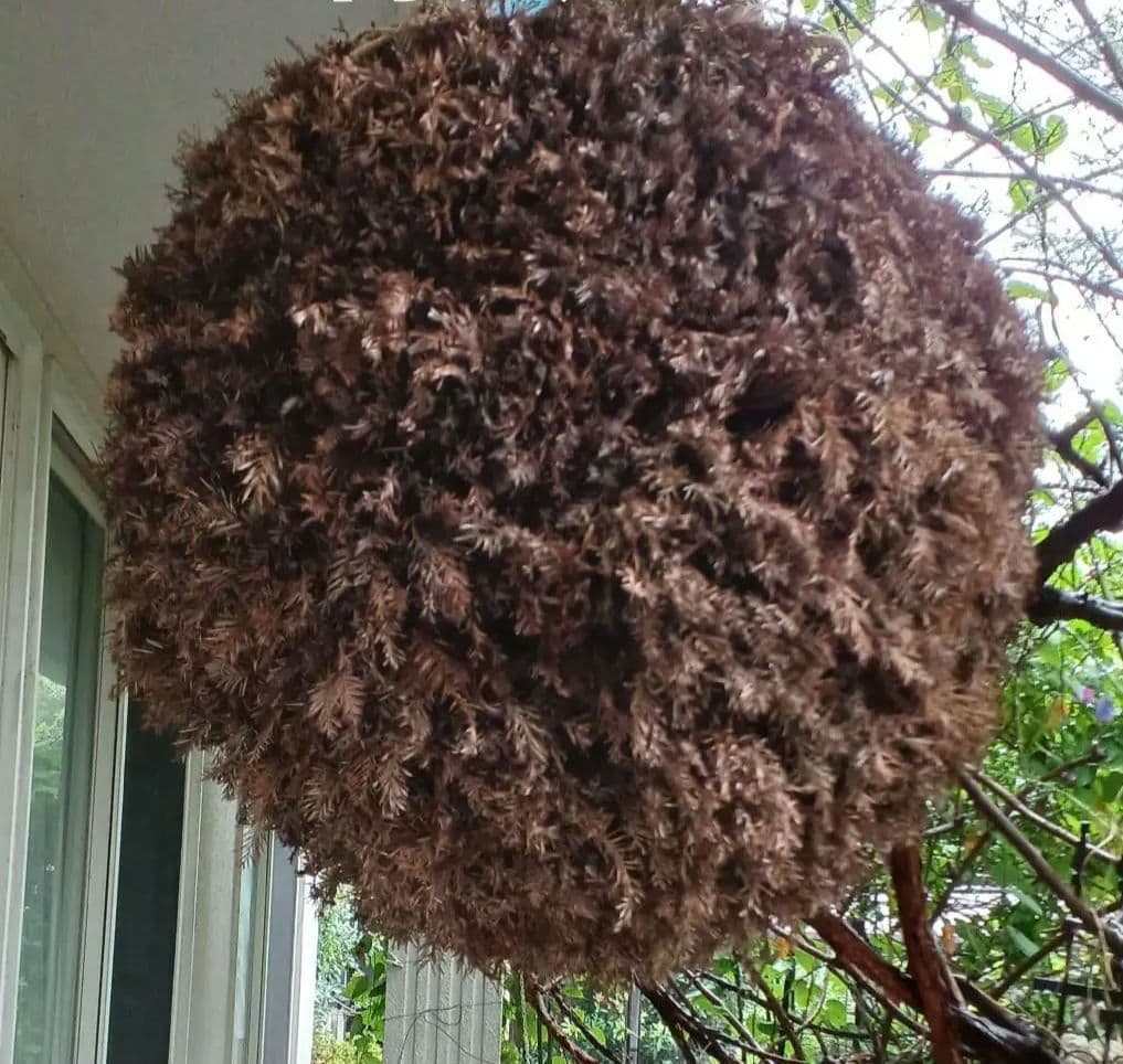 特大70㎝　目立つ　杉玉(酒林)