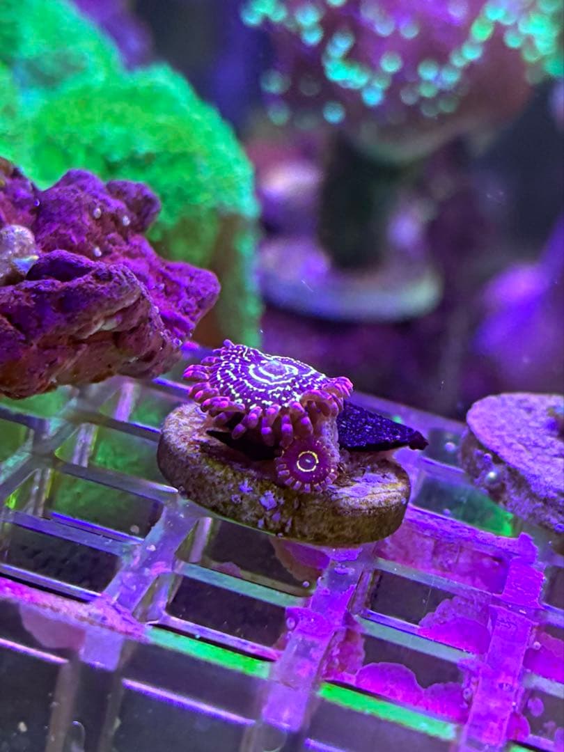 【サンゴ】ストラトスフィア　マメスナギンチャク　ハイグレード