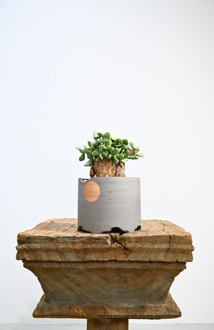 Ceraria pygmaea ケラリア ピグマエア　　発根済み　4