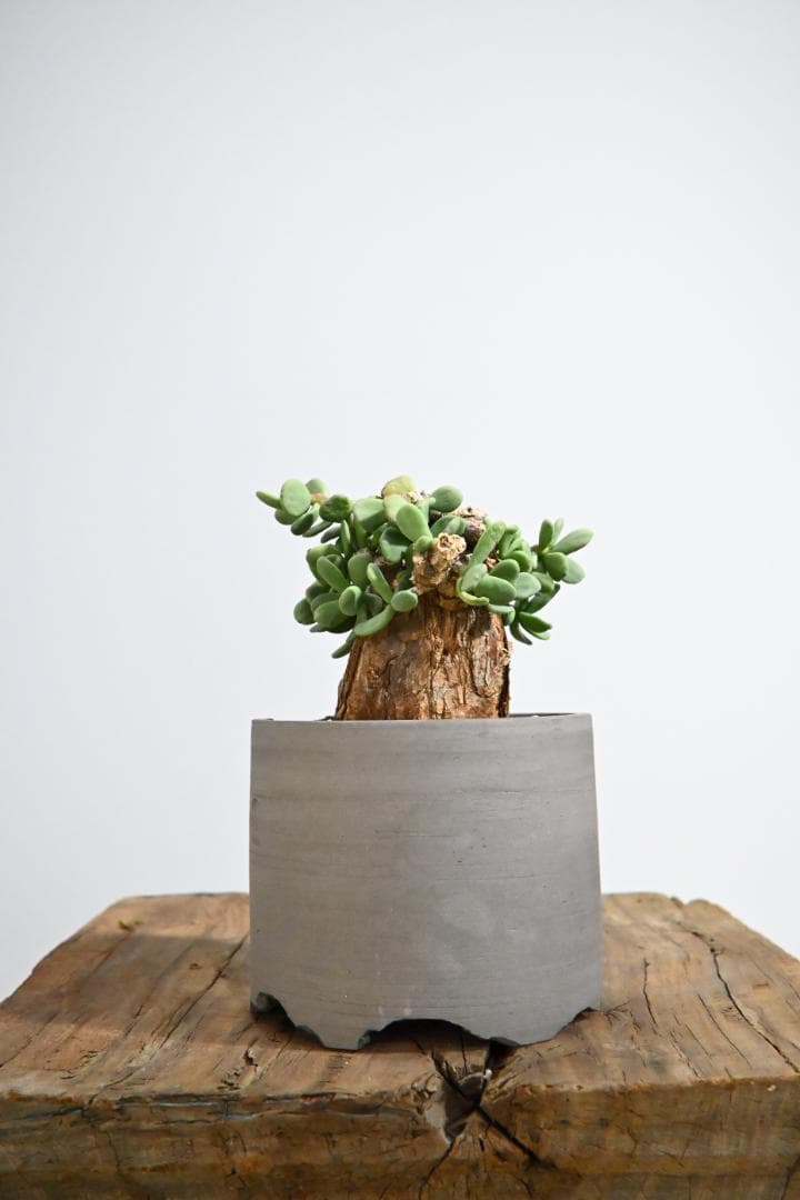 Ceraria pygmaea ケラリア ピグマエア　　発根済み　4