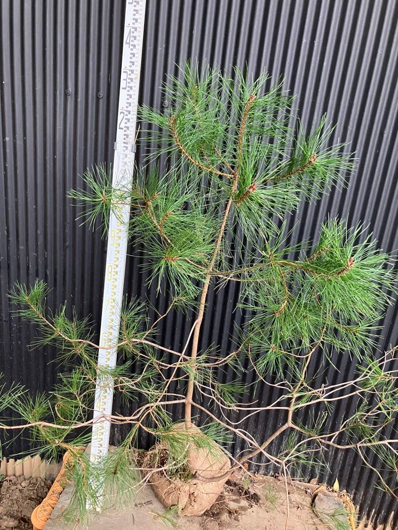 山採り　アカマツ