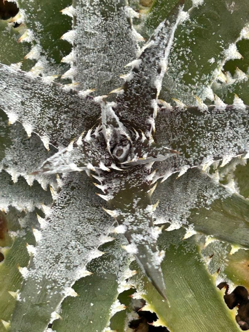 DBディッキア Arizona x BS hybrid small #103 ⑴