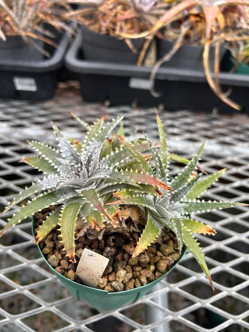 DBディッキア Arizona x BS hybrid small #103 ⑴