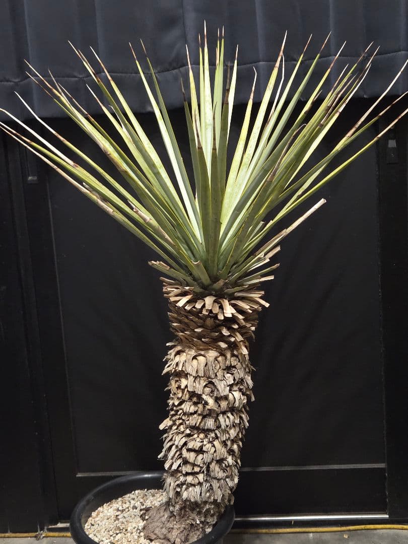 ユッカリギダ (あ)