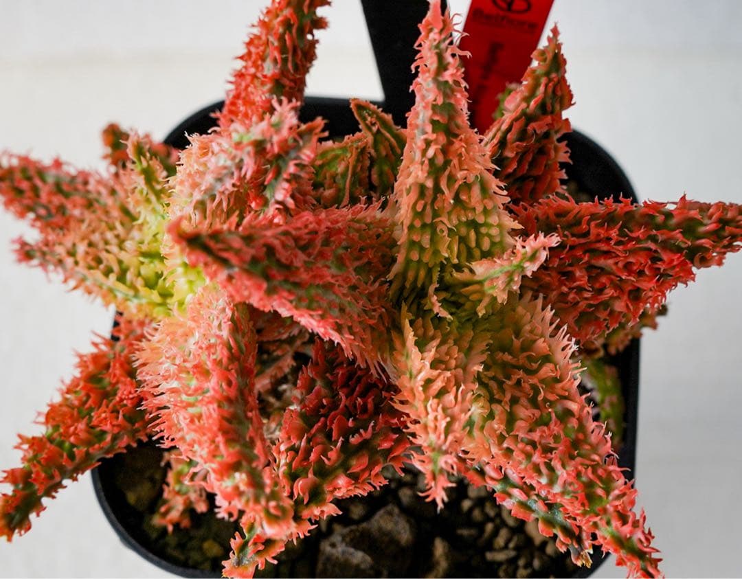 アロエハイブリッド