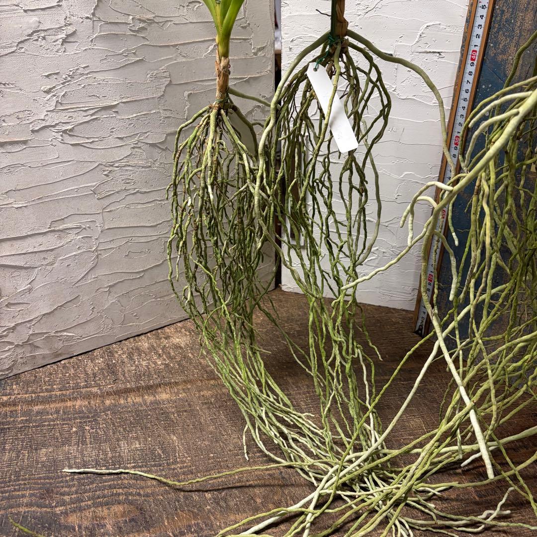 【特選】　洋蘭　バンダ　2種4株　ハンギング