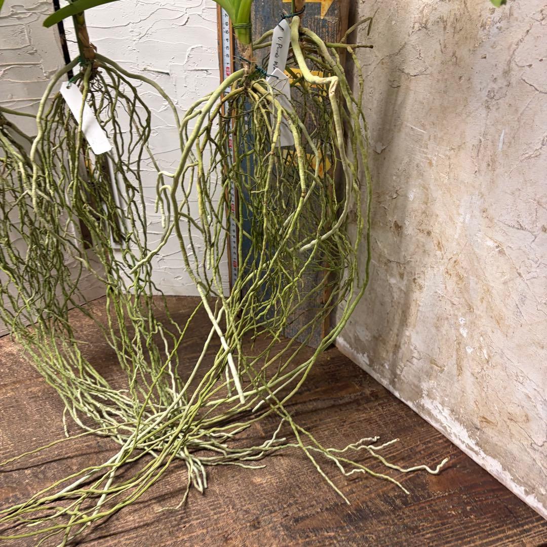 【特選】　洋蘭　バンダ　2種4株　ハンギング