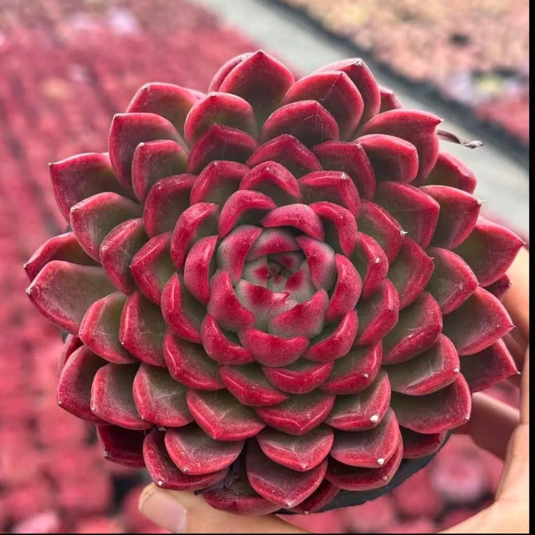 らら☆プロフ必読願います(*´꒳`*)