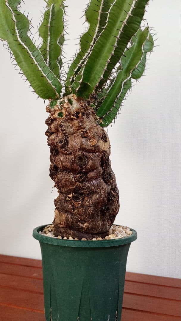 ムランジーナ　現地球発根済