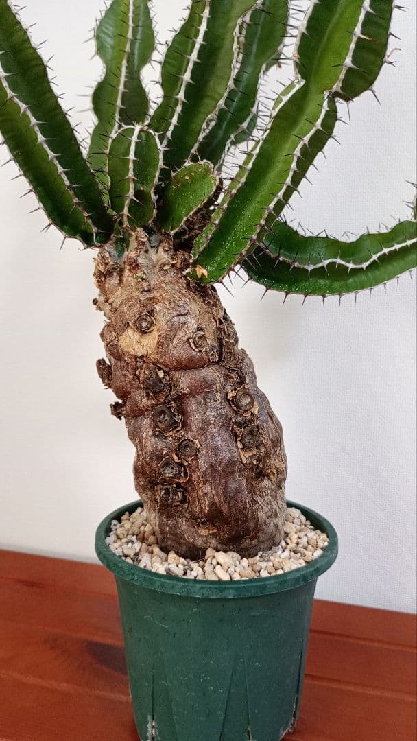 ムランジーナ　現地球発根済