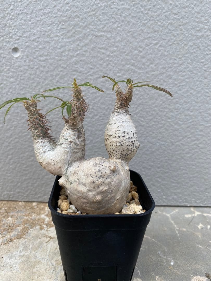 グラキリス　現地球　変態株　コレクション　厳選　ヤバ株