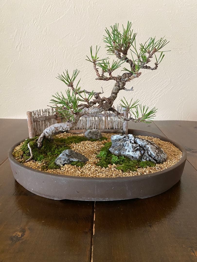 黒松の盆栽で作る和風庭園