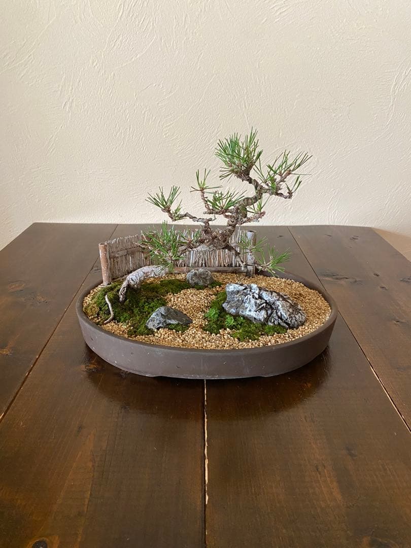 黒松の盆栽で作る和風庭園