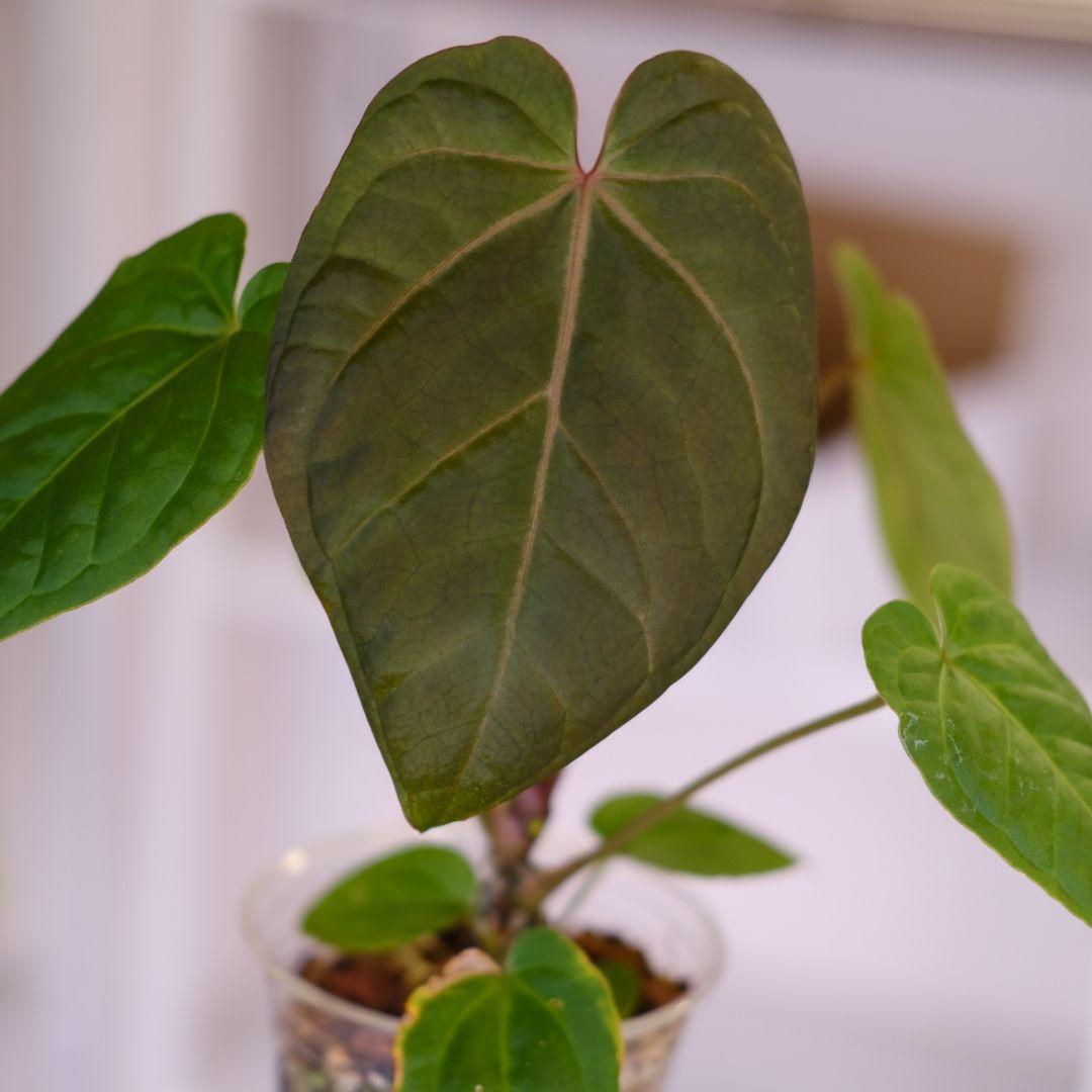 A. kunayalensis × A.Zara Michelle｜アンスリウム