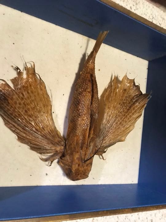 ホウボウ 約30cm