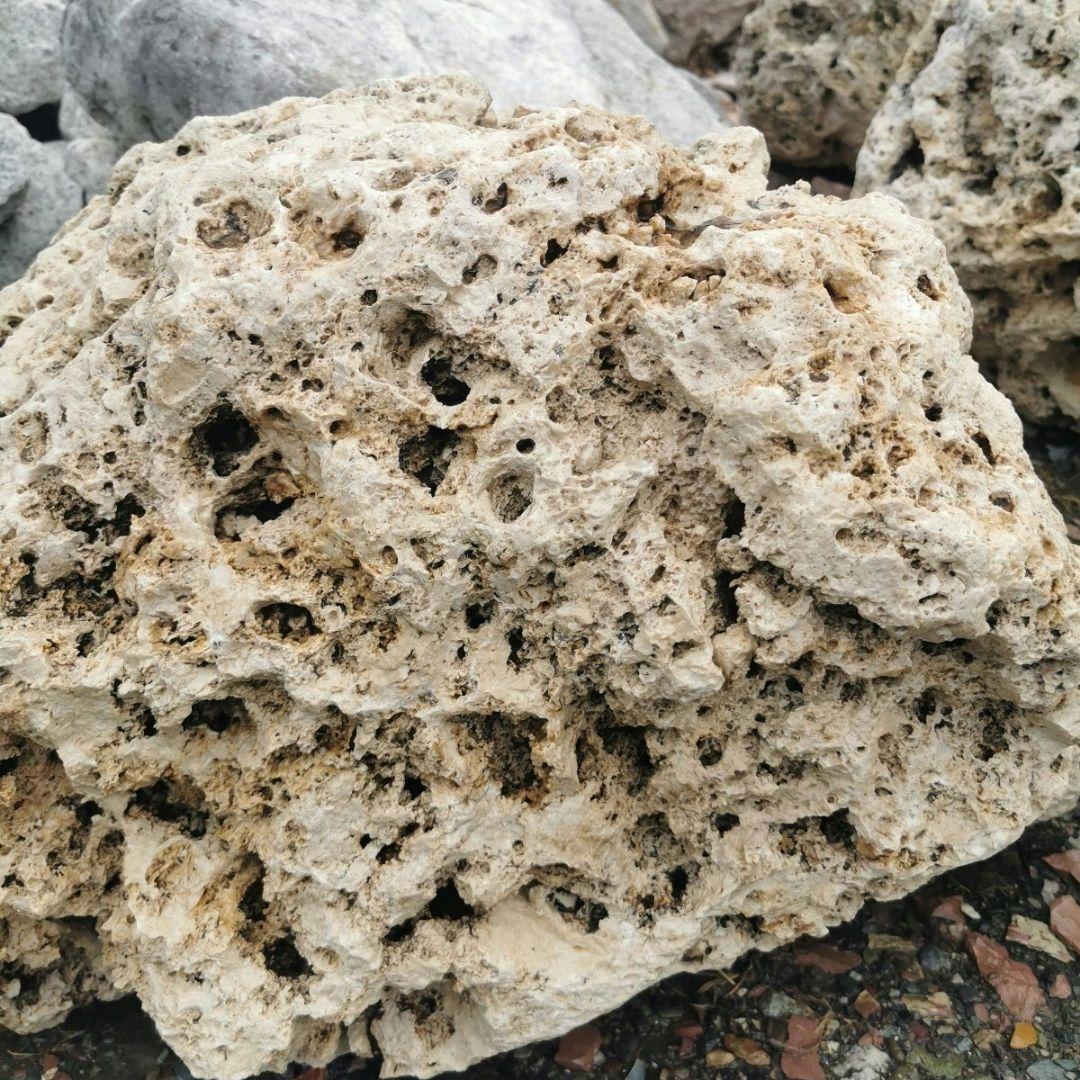 サンゴ石　104キロ　庭石　石　鑑賞石 石材　庭　ガーデニング　置物