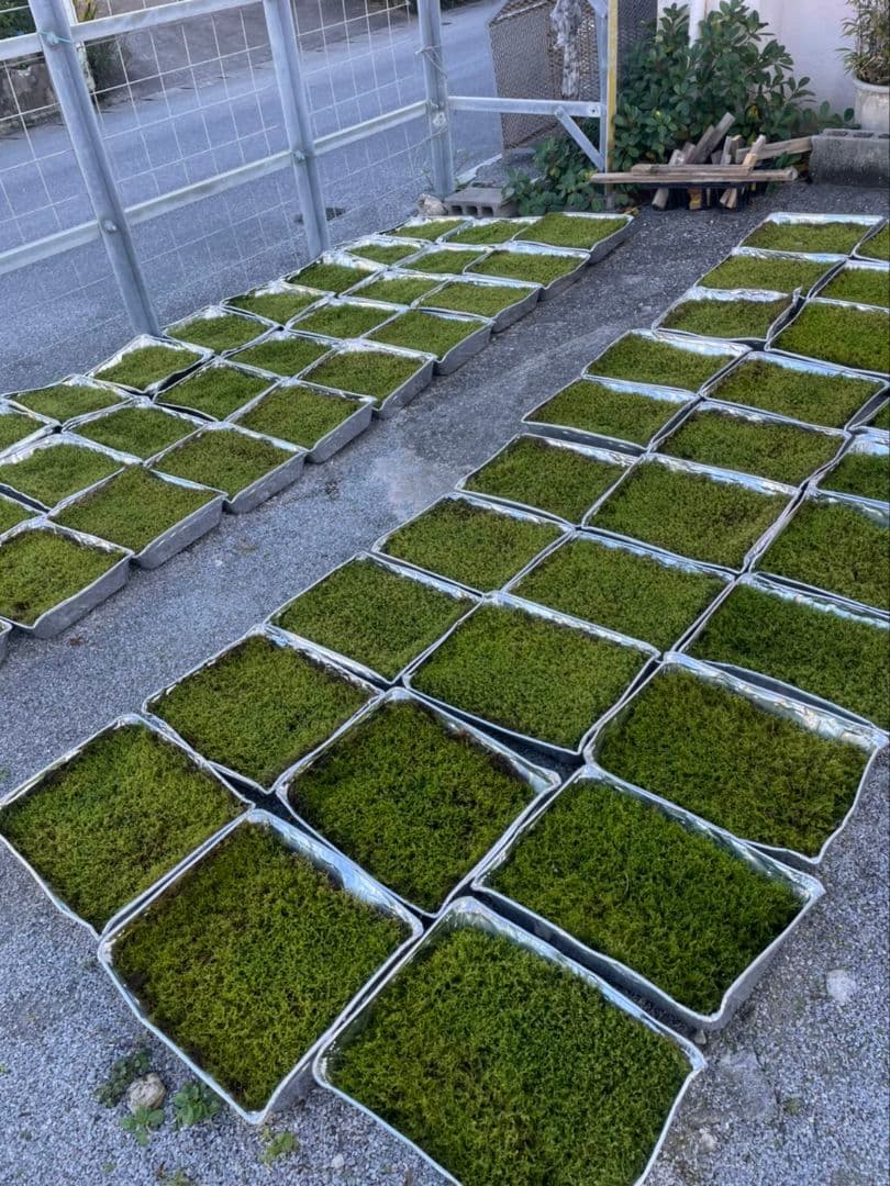 ★完全品/ハイ苔5年物10個セット/庭や苔玉/厚約2cm/長47幅32