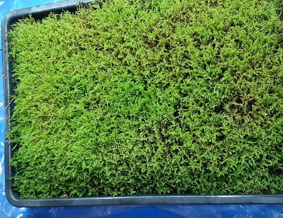 ★完全品/ハイ苔5年物10個セット/庭や苔玉/厚約2cm/長47幅32
