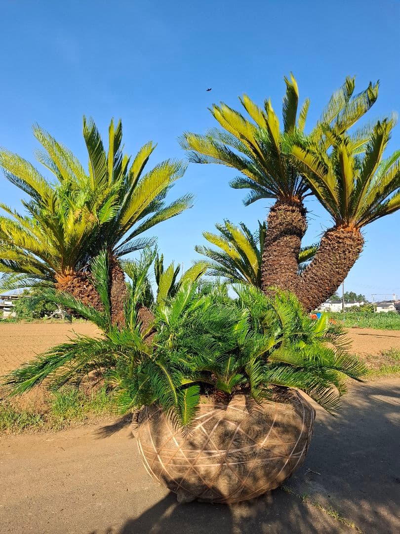 ソテツ ーー蘇鉄 ヤシ ドライガーデン ロックガーデン ーー