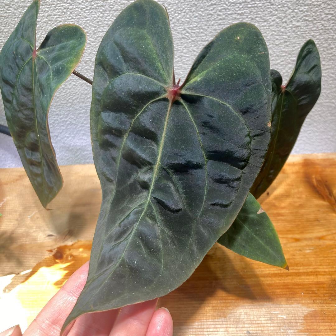 アンスリウム Red spider X Black Ghost