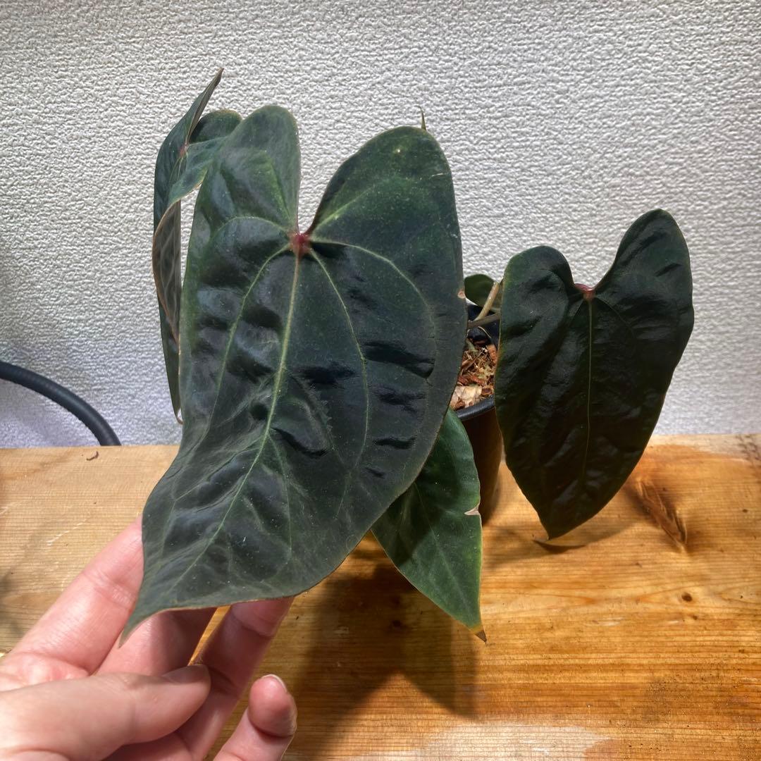 アンスリウム Red spider X Black Ghost