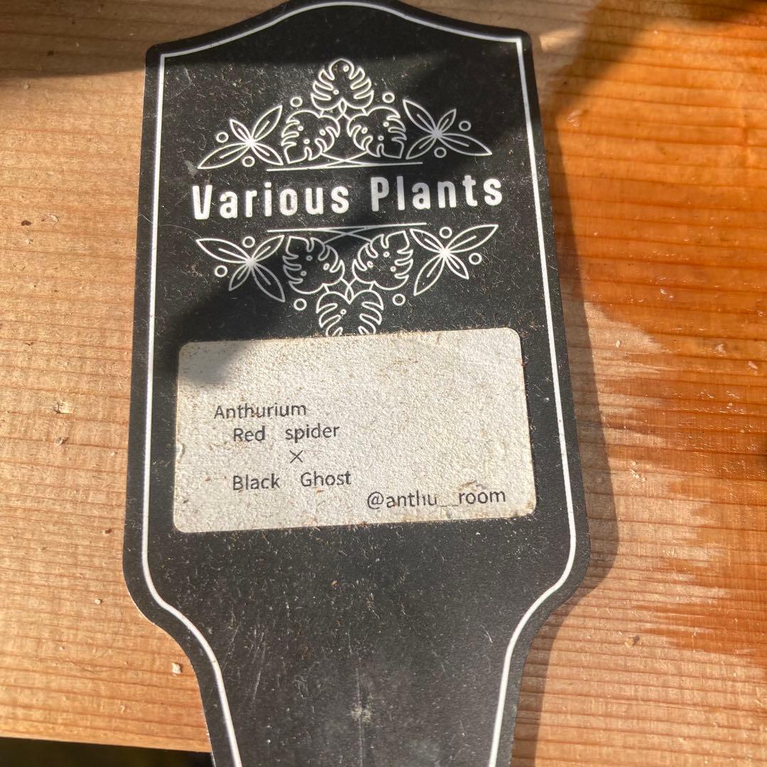 アンスリウム Red spider X Black Ghost