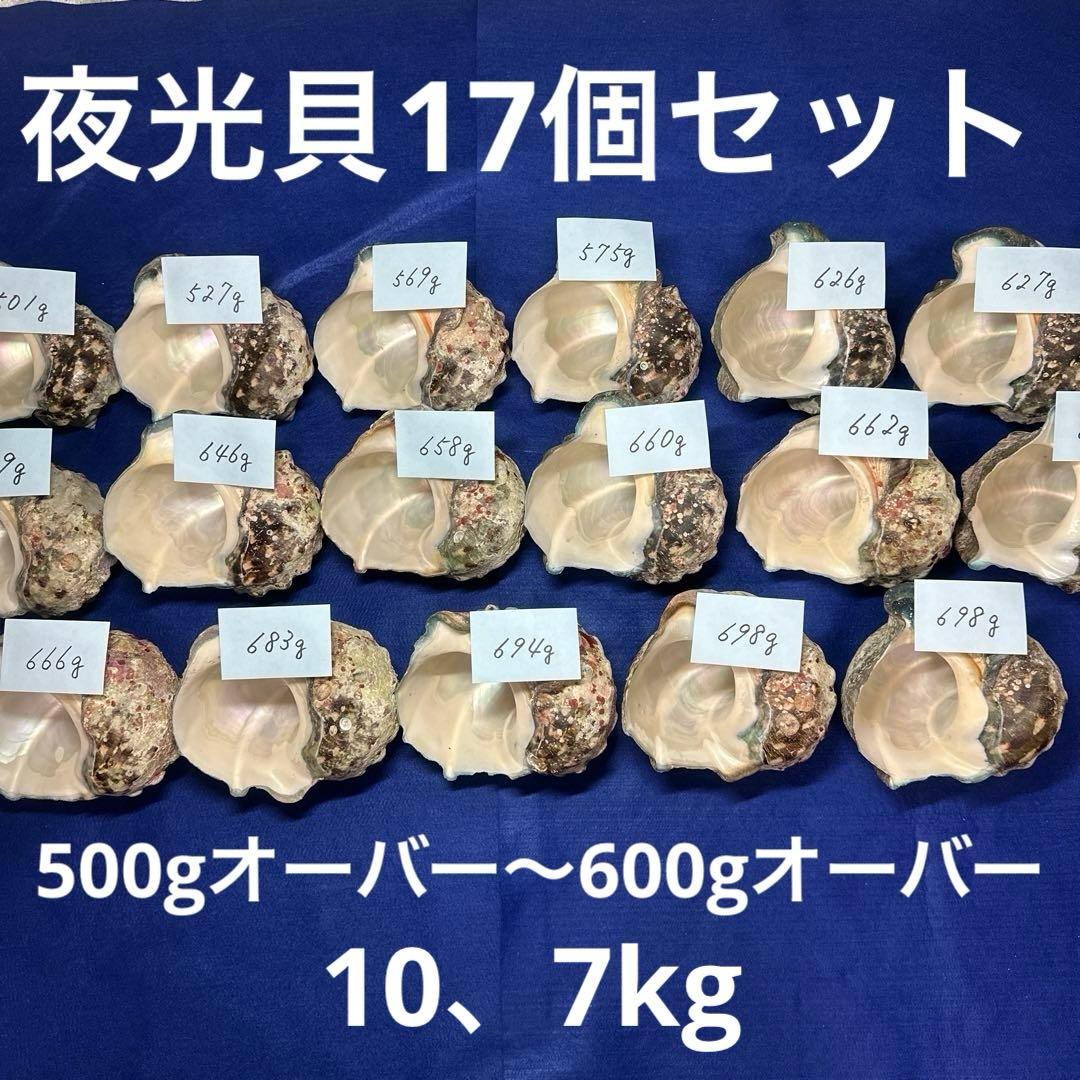 夜光貝　ヤコウ貝　まとめ売り　17個　10、7kg アクセサリー　ルアー