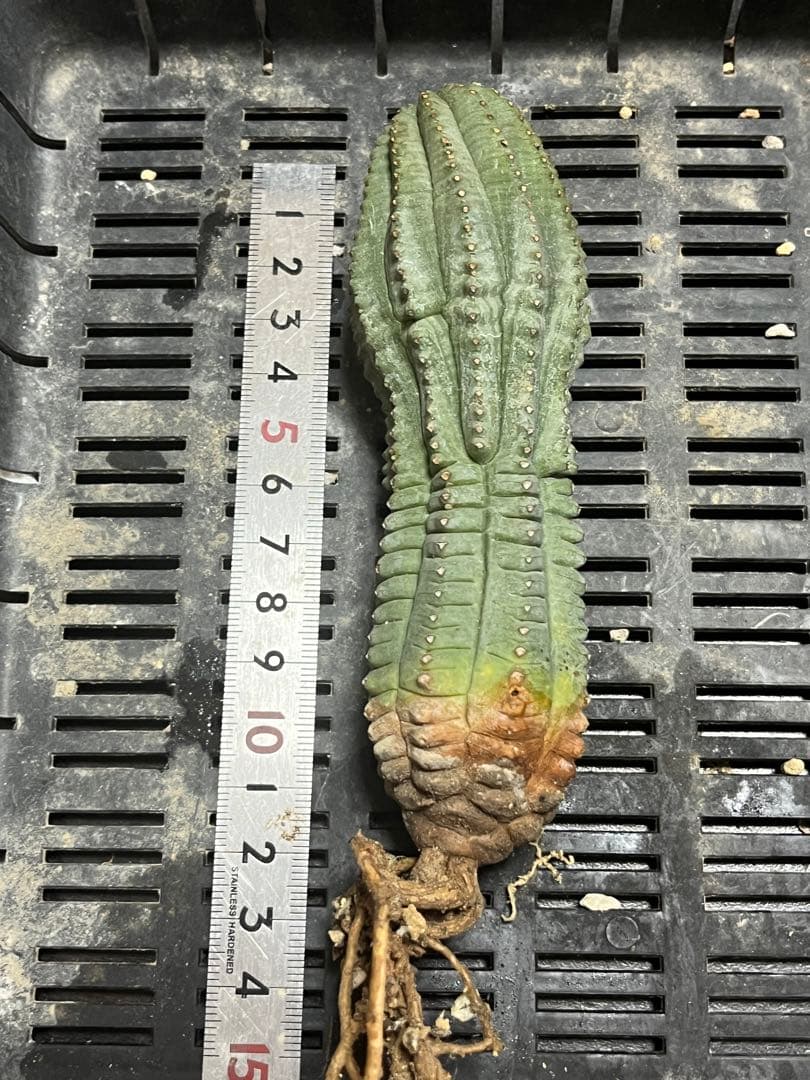 希少 ユーフォルビア 亀甲 オベサ sp